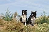 BORDER COLLIE 444